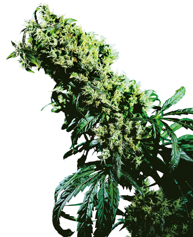 Sensi Seeds Semințe de canabis Northern Lights #5 x Haze® Regular, 10 buc.