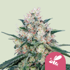 Royal Queen Seeds Crème au miel et aux graines de cannabis - Féminisée rapidement