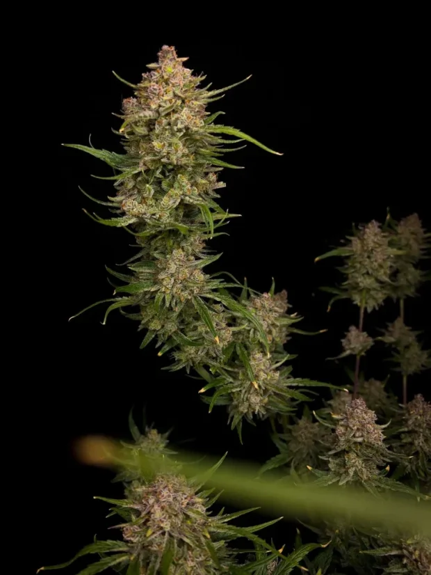 Fast Buds Sjemenke konoplje Guava Auto