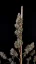 Fast Buds Sjemenke Kanabisa Cheese Auto