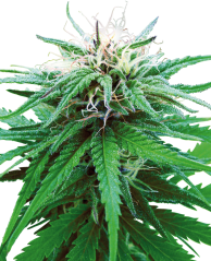 Sensi Seeds Cannabis Ruderalis Indica® Régulier, 10 pcs