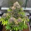 Silent Seeds Seminte de Canabis B-45 By Booba Feminizate