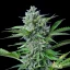 Royal Queen Seeds Cannabis Seeds Fast Eddy Auto (korkea CBD)