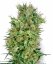 Sensi Seeds Graines de cannabis Cali Orange Bud Regular de White Label, 10 pcs
