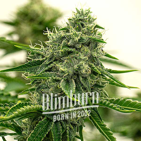 Blimburn Seeds Semená kanabisu Hippo High Feminized