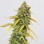 Royal Queen Seeds Semințe de canabis Special Queen #1 feminizate