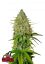 Fast Buds Sjemenke konoplje Grejp Auto