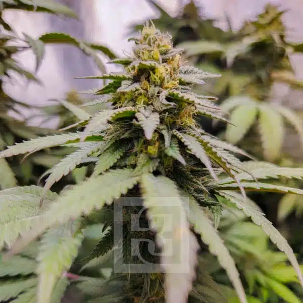 Blimburn Seeds Semena konoplje Grizzly Purple Kush Feminized