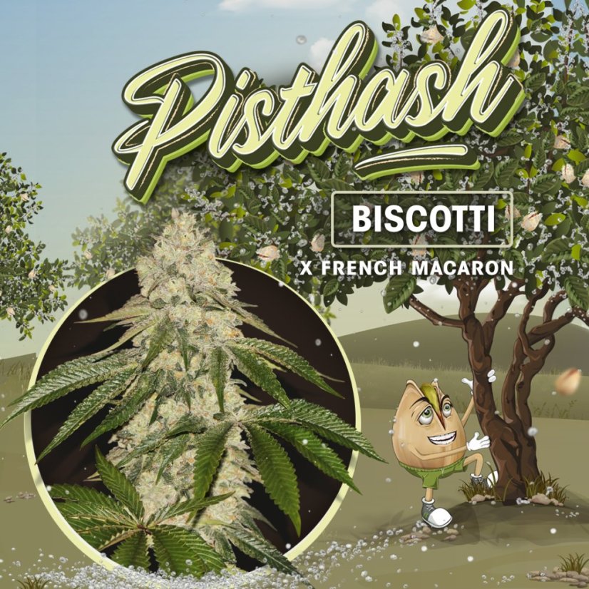 T.H.Seeds™ Graines de cannabis Pisthash, Pack spécial 6+1, féminisées