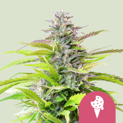 Royal Queen Seeds Cannabis Seeds Cookies Gelato Feminized