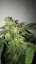 T.H.Seeds™ Seminte de canabis Shiloh Z, pachet 5+1, feminizate
