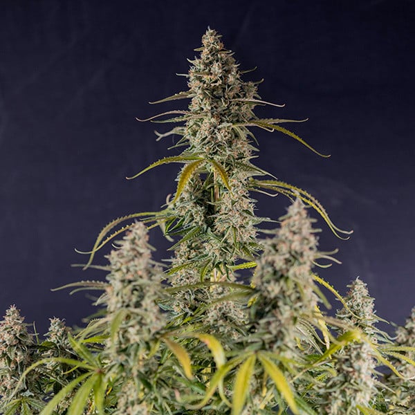 Semințe de canabis Royal Queen Seeds Hyperion F1 Auto