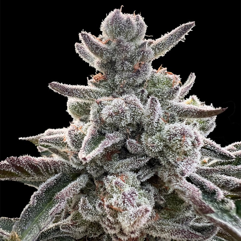 Silent Seeds Semințe de canabis Polar Gelato By Sherbinskis feminizate