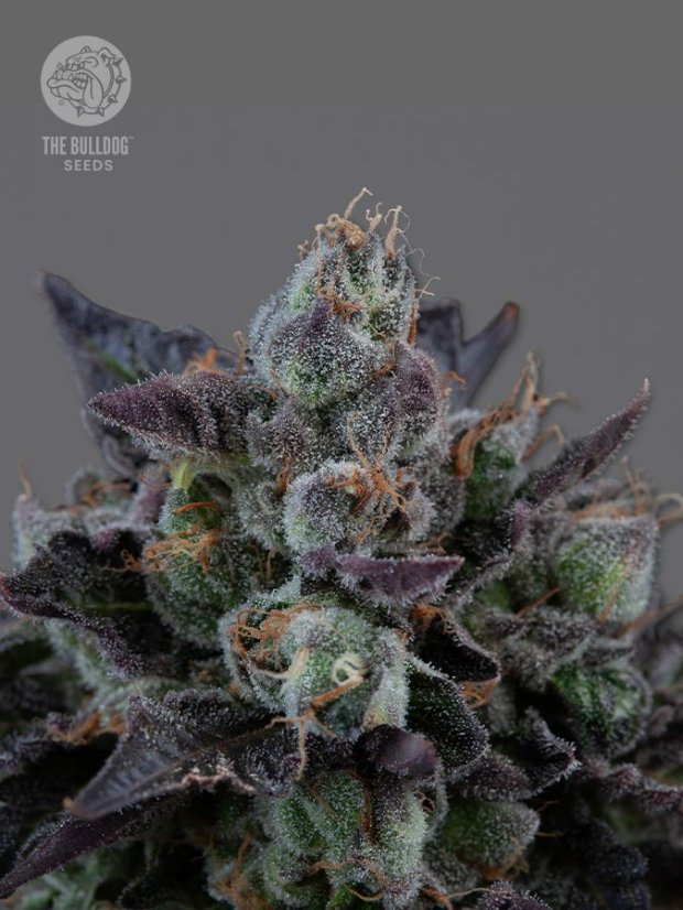The Bulldog Seeds The Bulldog Gelato 17 feminizované, 3 a 5 ks