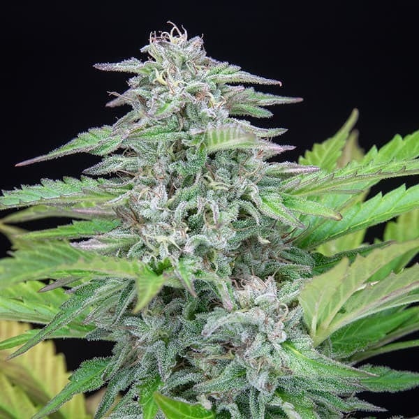 Royal Queen Seeds Semințe de Cannabis Critical Feminizate