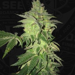 T.H.Seeds™ Semi di Cannabis Shiloh Z, 5+1 Pack, femminizzati
