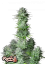 Fast Buds Sjemenke konoplje Košer kolač Auto