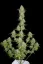 Fast Buds Sjemenke kanabisa Orange Sherbet Auto