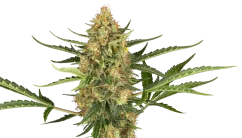 Sensi Seeds Seminte de canabis Blueberry Bubblegum Automatic Feminizate, 3-10 buc