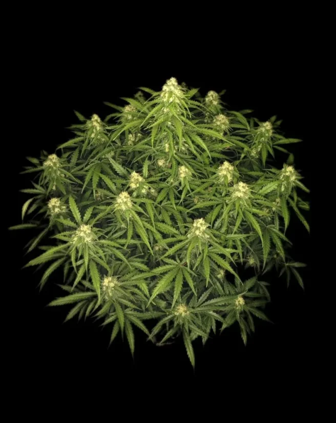 Fast Buds Sjemenke kanabisa Sour Jealousy Auto