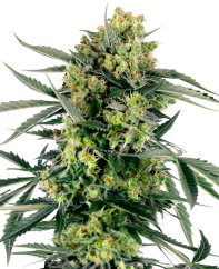 Sensi Seeds Seminte de canabis Blueberry Zkittlez Automatic Feminizate, 3-10 buc