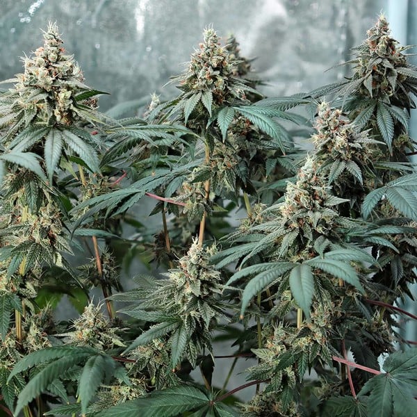 Royal Queen Seeds Seminte de Canabis Fat Banana Feminizate