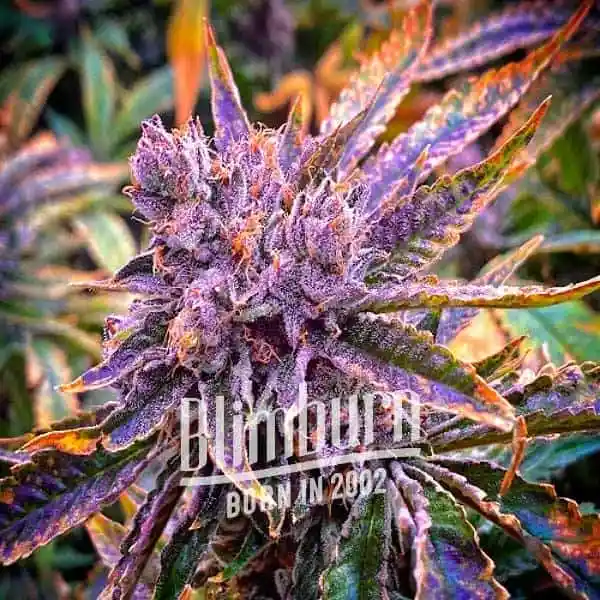 Blimburn Seeds Hanfsamen Gorilla Purple Auto