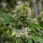 Blimburn Seeds Cannabis Seeds Scrambler Haze Feminized