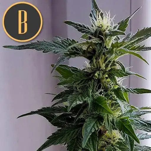 Blimburn Seeds Hanfsamen Kabrales Auto
