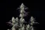 Fast Buds Cannabis Seeds Mimosa Cake Auto