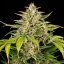 Royal Queen Seeds Seminte de canabis Green Gelato Auto