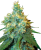 Sensi Seeds Hanfsamen Jack Herer® Regular, 10 Stück