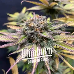 Blimburn Seeds Cannabis Seeds Féltékenység elnőiesedve