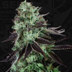 T.H.Seeds™ Cannabis Seeds Darkstar™, 5+1 csomag, normál