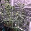 Blimburn Seeds Semințe de canabis Grizzly Purple Auto