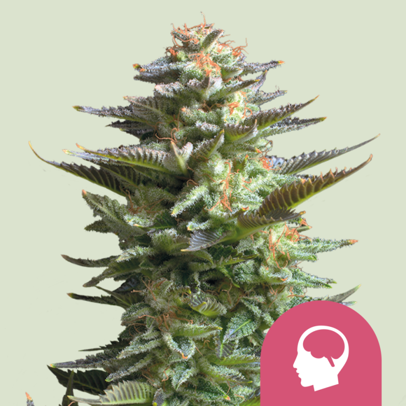 Royal Queen Seeds Cannabisfrø Amnesia Haze Feminiseret