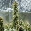 Royal Queen Seeds Seminte de canabis Haze Berry Auto