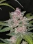 Fast Buds Semena Konoplje Blackberry Auto