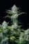 Fast Buds Sjemenke konoplje White Widow Auto