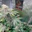 Silent Seeds Seminte de Cannabis Pink Sunset By Sherbinskis Feminizate