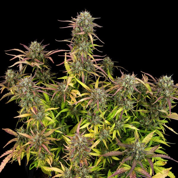Royal Queen Seeds Semințe de canabis Purple Punch Auto