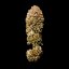 Royal Queen Seeds Semințe de canabis Legendary OG Punch feminizate
