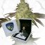 T.H.Seeds™ Semințe de canabis ediție regulată limitată Tort de aniversare X Tort de aniversare X SBC, pachet de 11