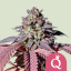 Royal Queen Seeds Seminte de canabis Purple Queen feminizate