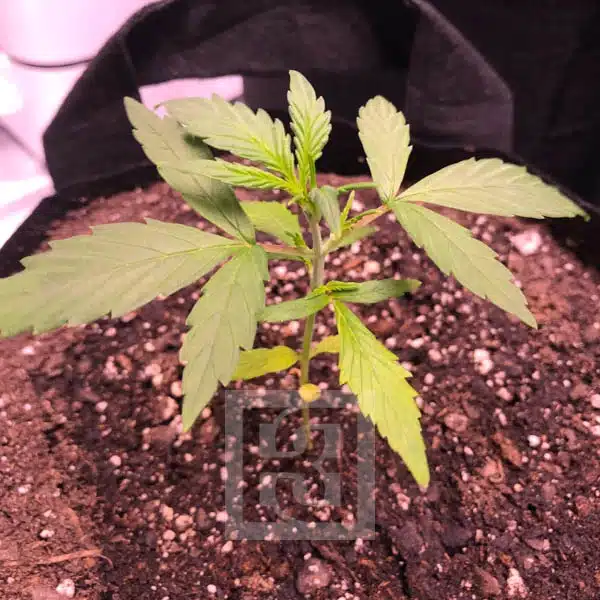 Blimburn Seeds Semințe de canabis Grizzly Purple Auto