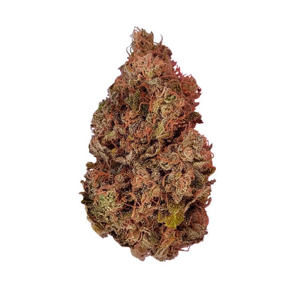 Royal Queen Seeds Seminte de canabis Purple Queen feminizate