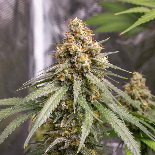 Royal Queen Seeds Semințe de canabis Shining Silver Haze feminizate