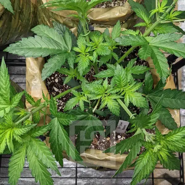 Blimburn Seeds Cannabiszaden Blue Dream Gefeminiseerd