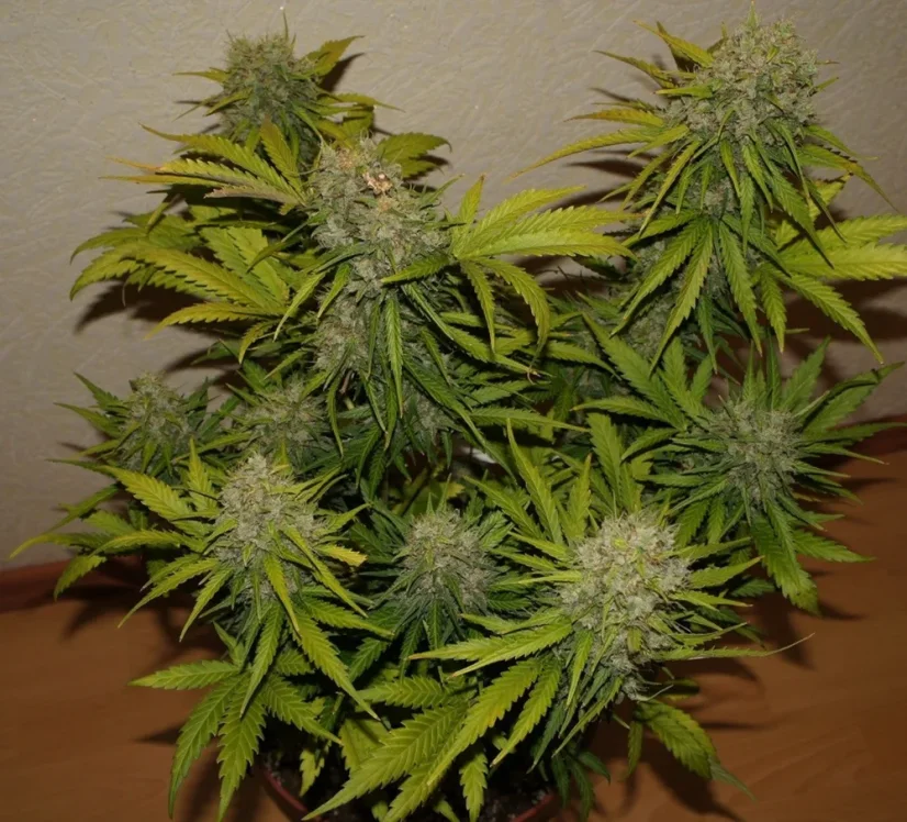 Fast Buds Sjemenke konoplje Grejp Auto