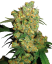 Sensi Seeds Seminte de canabis Big Bud® feminizate, 3-25 buc
